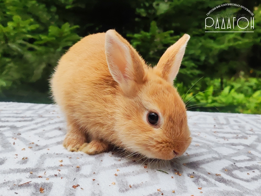 Декоративный карликовый кролик Олений гавана