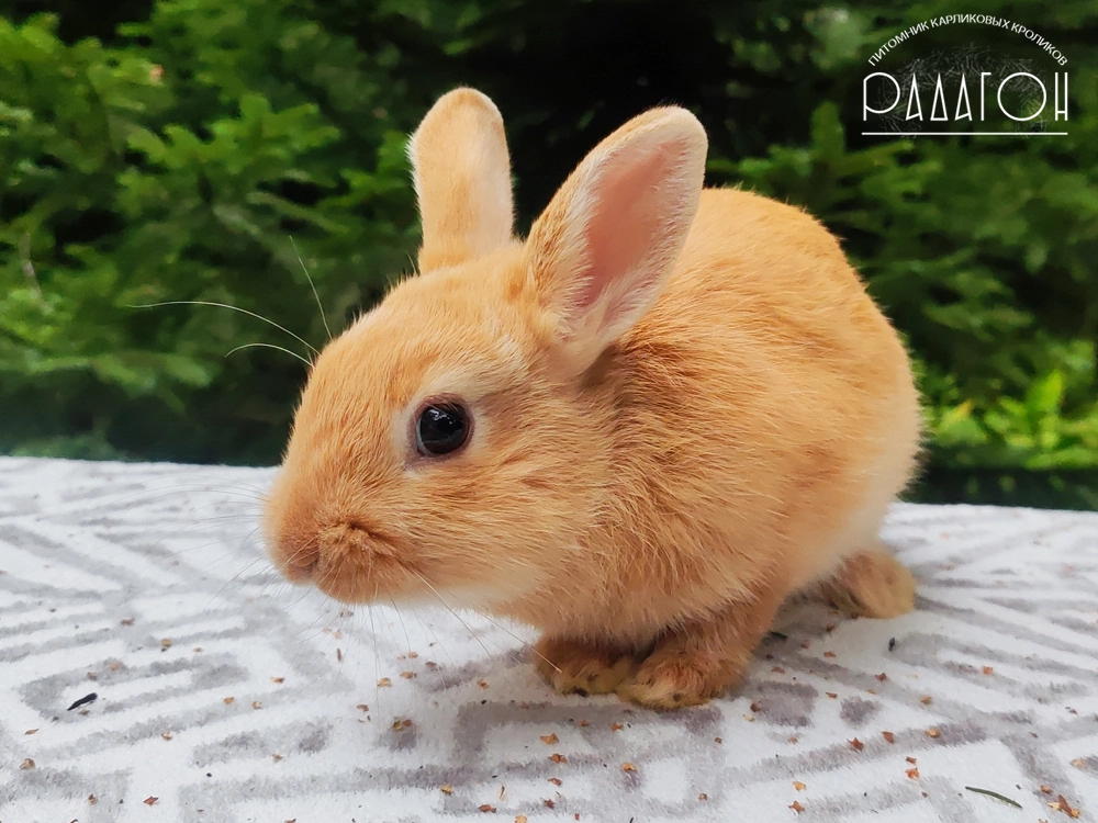 Декоративный карликовый кролик Олений гавана