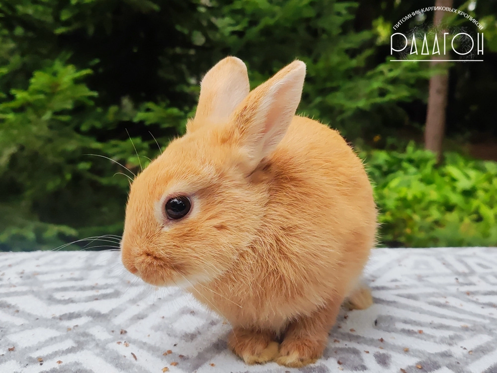 Декоративный карликовый кролик Олений гавана