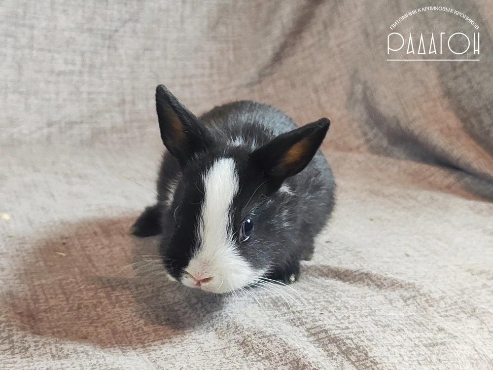 Декоративный карликовый кролик Черный с голландской отметиной