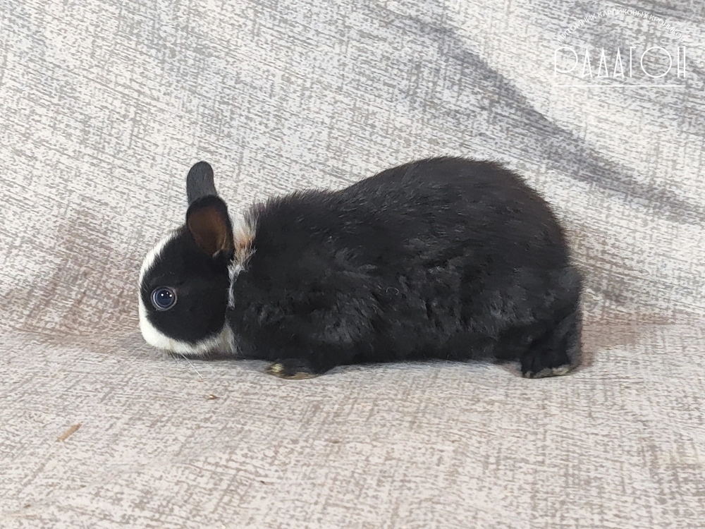 Декоративный карликовый кролик Черный с голландской отметиной