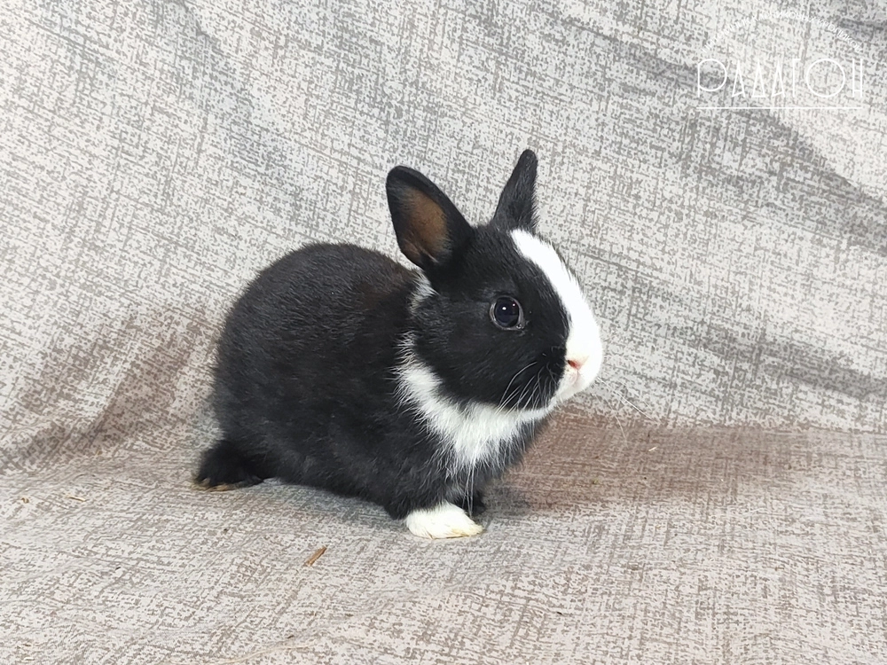Декоративный кролик породы Немецкий цветной карлик окраса Черный с голландской отметиной - Радагон Дива