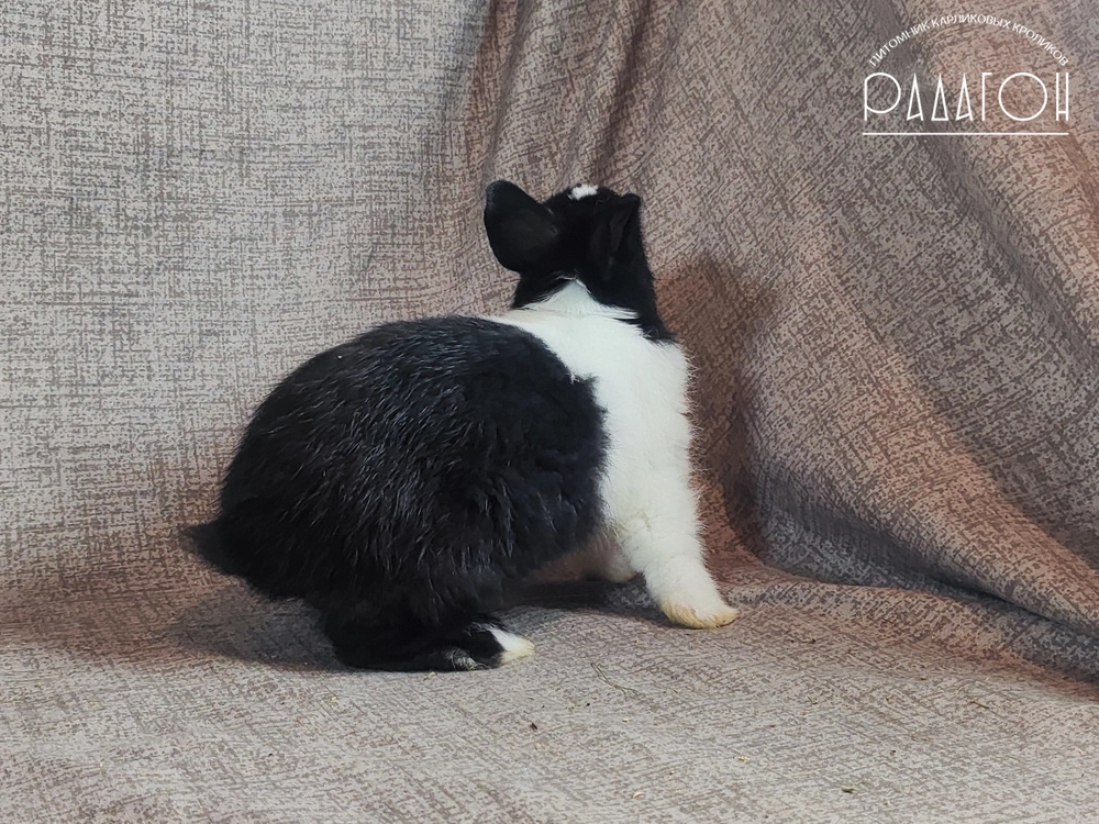 Декоративный карликовый кролик Голландский чёрный