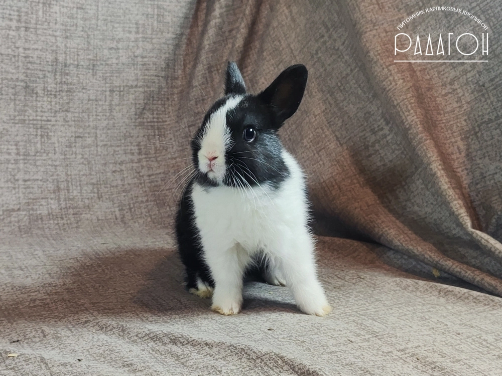 Декоративный карликовый кролик Голландский чёрный