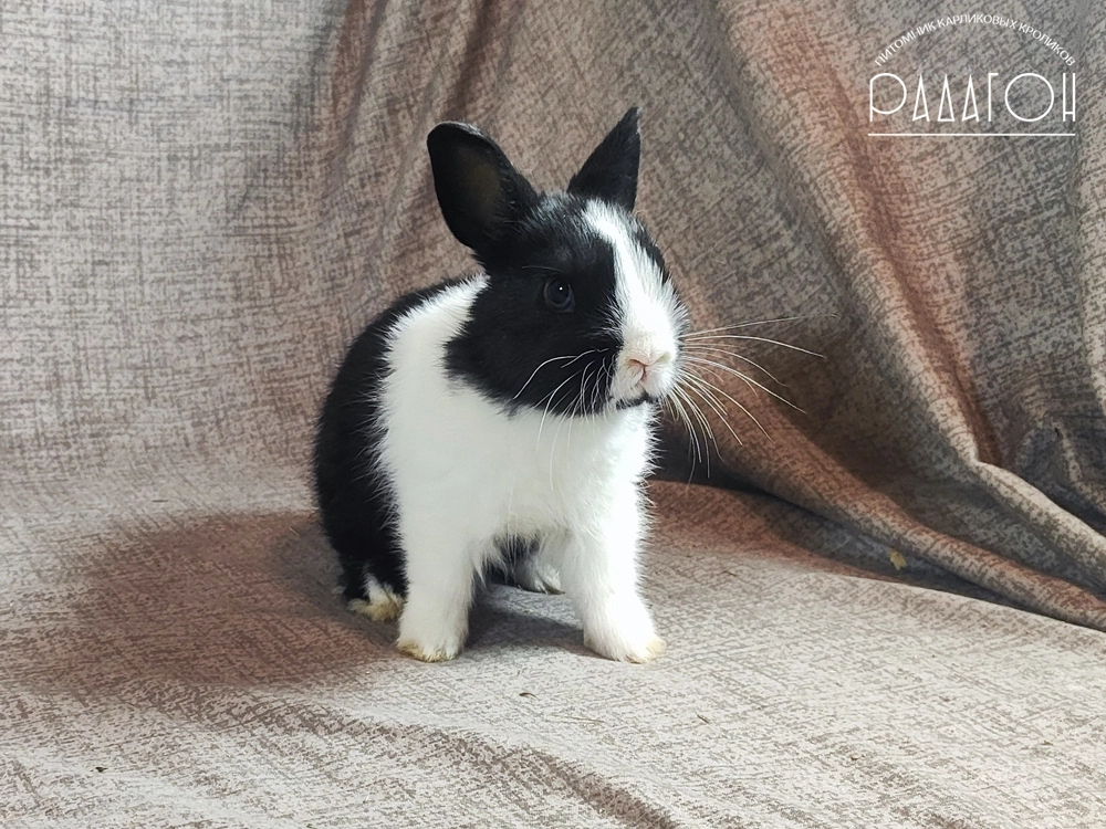 Декоративный кролик породы Немецкий цветной карлик окраса Голландский чёрный - Радагон Доминошка
