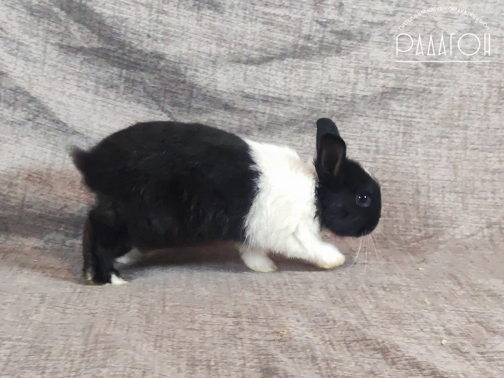 Декоративный карликовый кролик Голландский чёрный