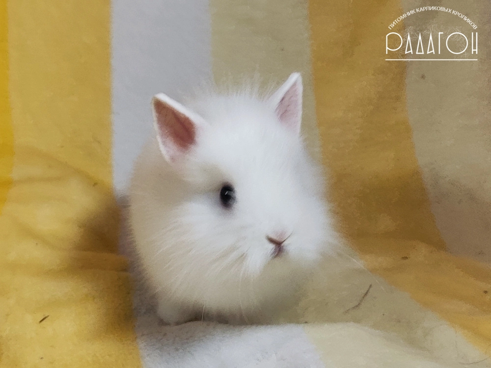 Декоративный карликовый кролик Белый голубоглазый