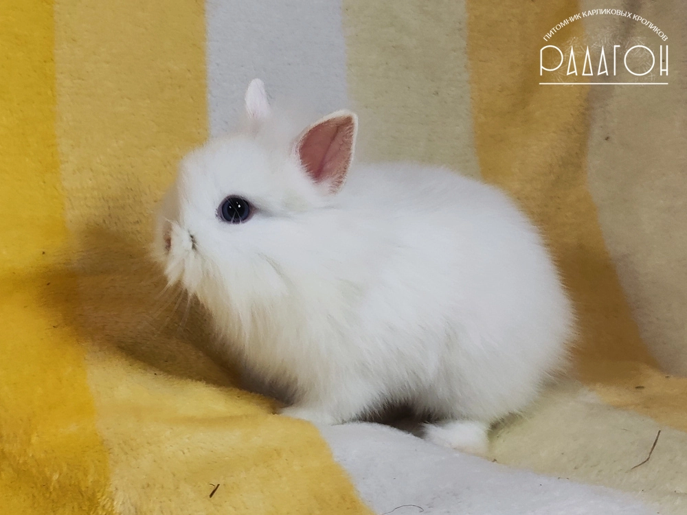 Декоративный кролик породы Львиноголовый карлик окраса Белый голубоглазый - Радагон Драко
