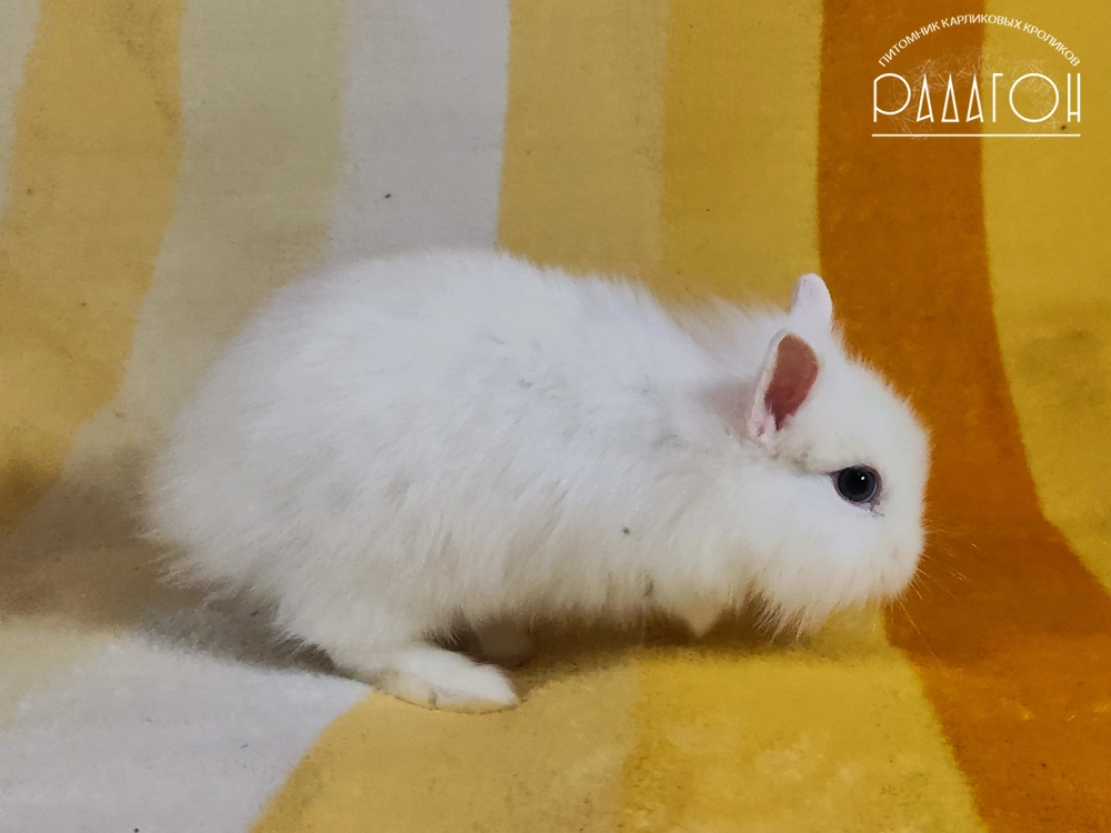 Декоративный карликовый кролик Белый голубоглазый