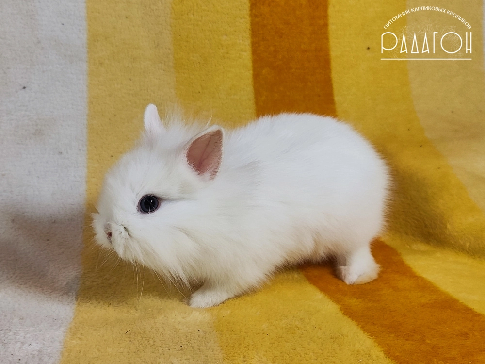 Декоративный карликовый кролик Белый голубоглазый