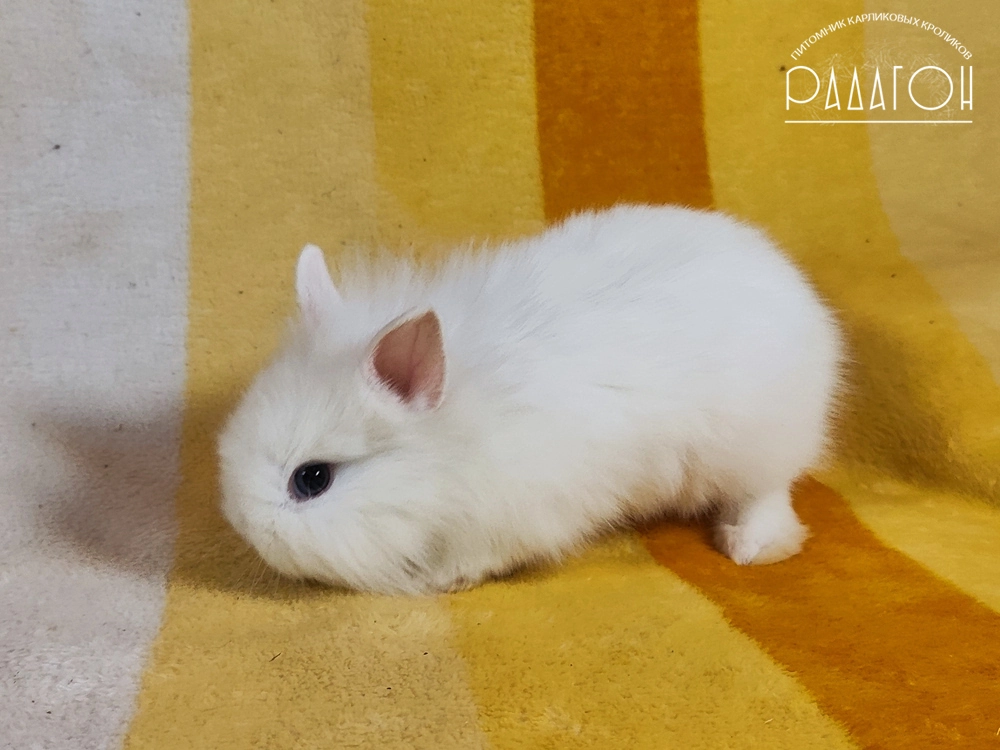 Декоративный карликовый кролик Белый голубоглазый