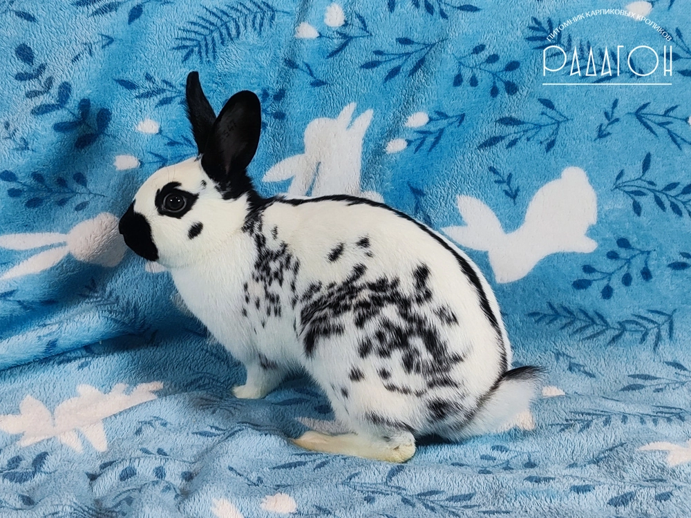 Декоративный кролик породы Английский пёстрый карлик окраса Чёрный пёстрый - Дробь для Радагона