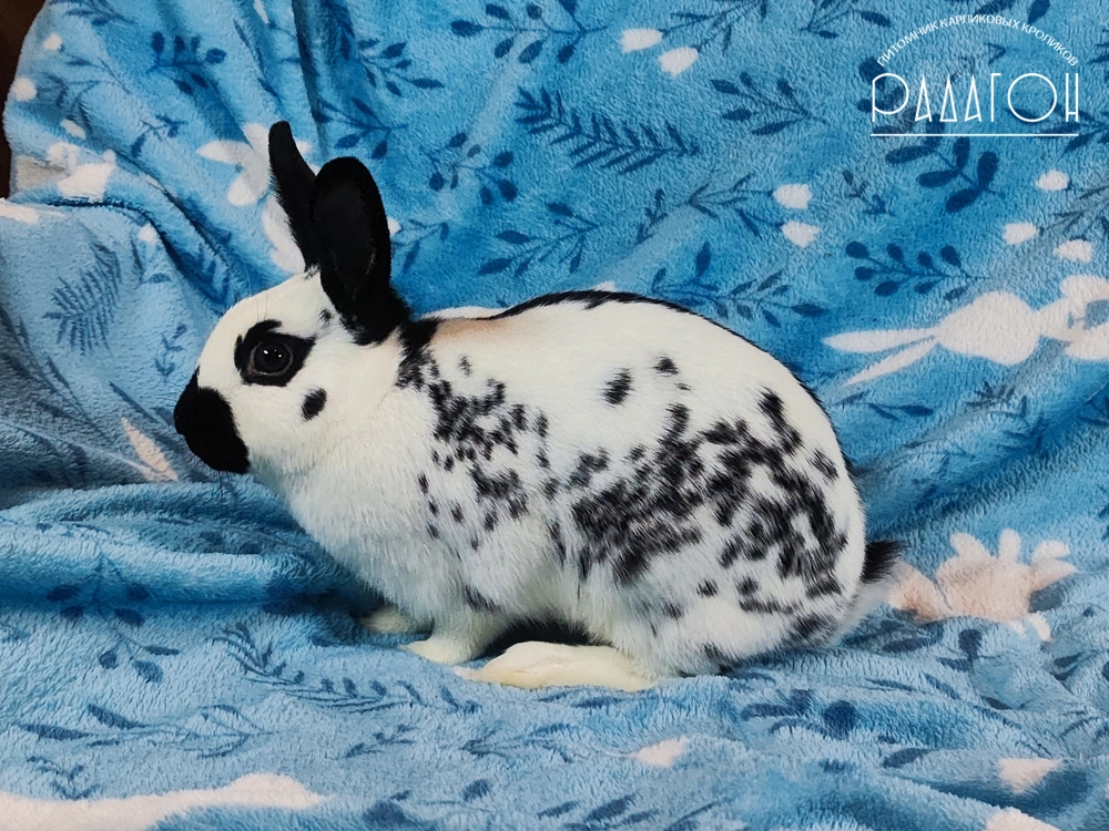 Декоративный карликовый кролик Чёрный пёстрый