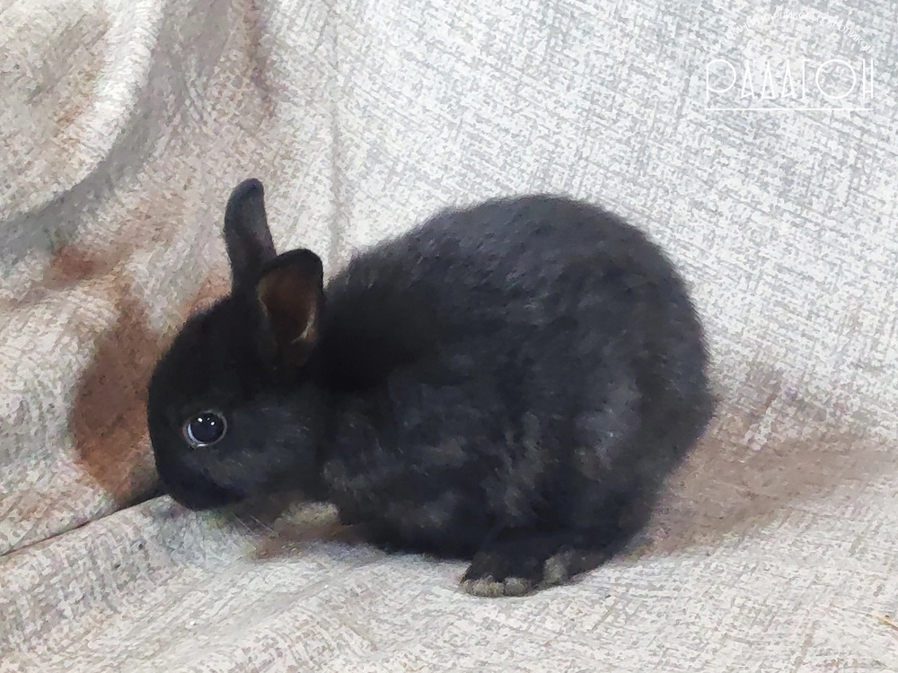 Декоративный карликовый кролик Черный