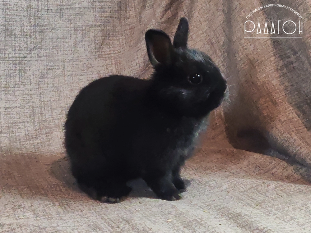 Декоративный карликовый кролик Черный