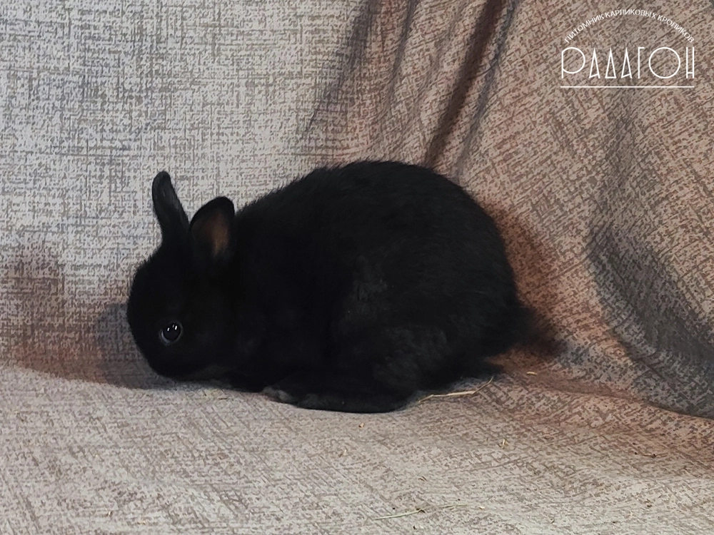 Декоративный карликовый кролик Черный