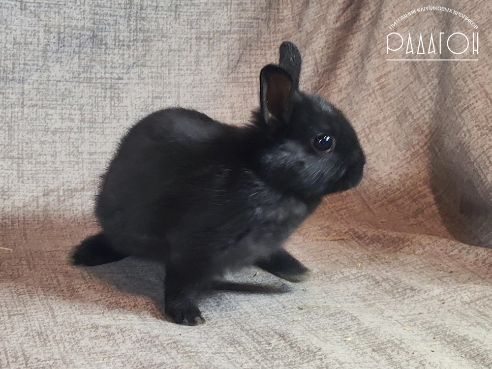 Декоративный карликовый кролик Черный