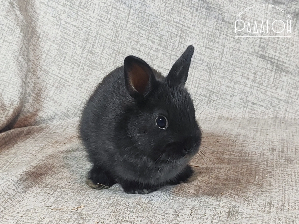 Декоративный кролик породы Немецкий цветной карлик окраса Черный - Радагон Дункан
