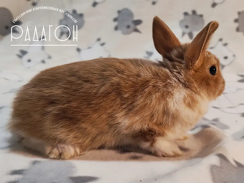 Декоративные карликовые кролики в Москве, Области 🐰