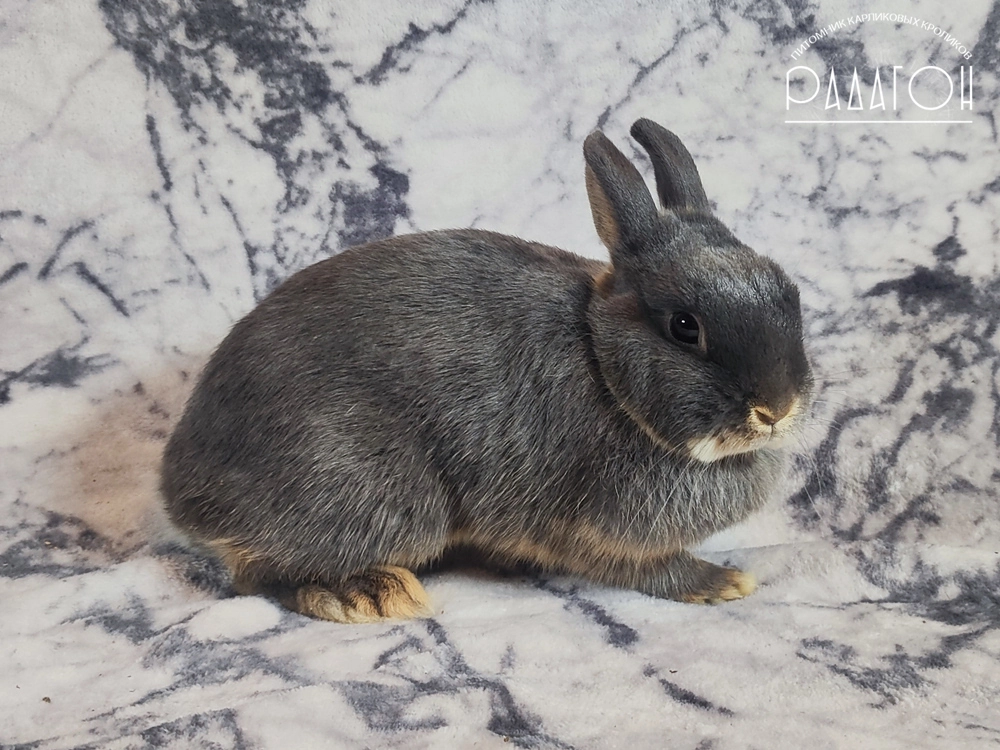 Декоративный карликовый кролик Голубой оттер