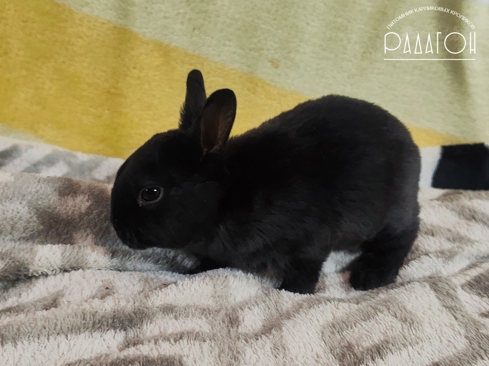 Декоративный карликовый кролик Черный