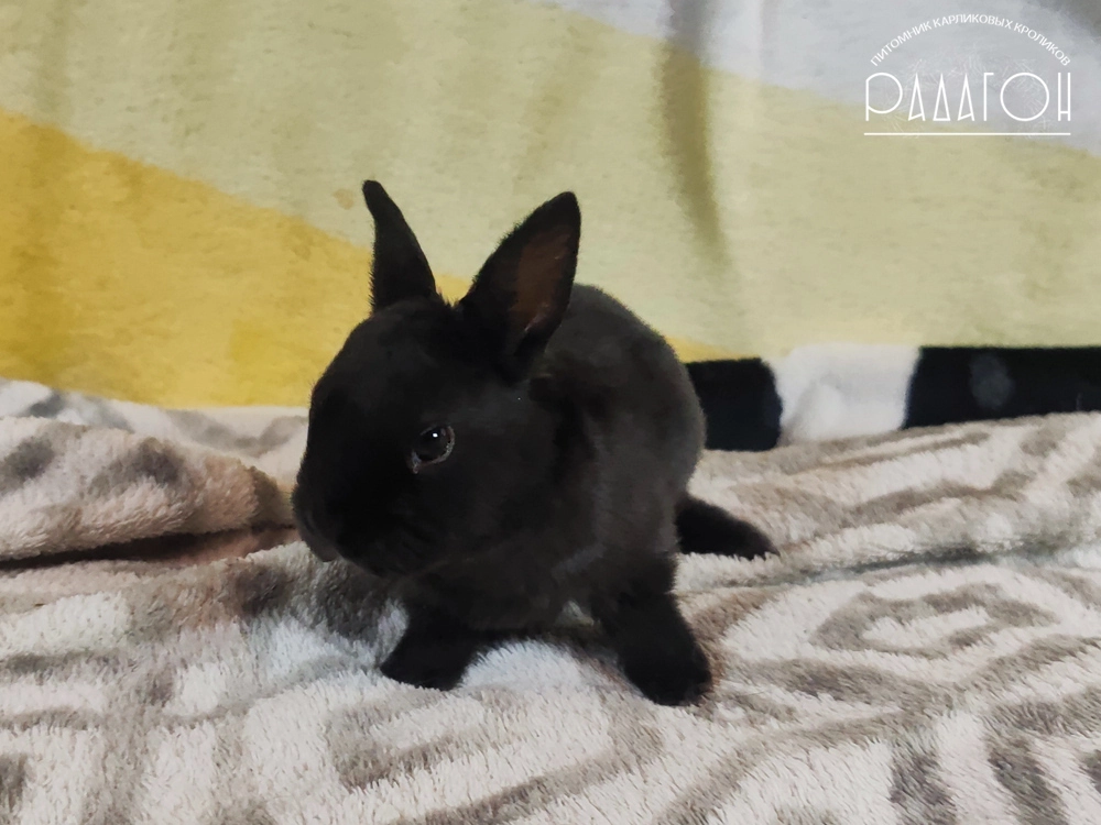 Декоративный карликовый кролик Черный