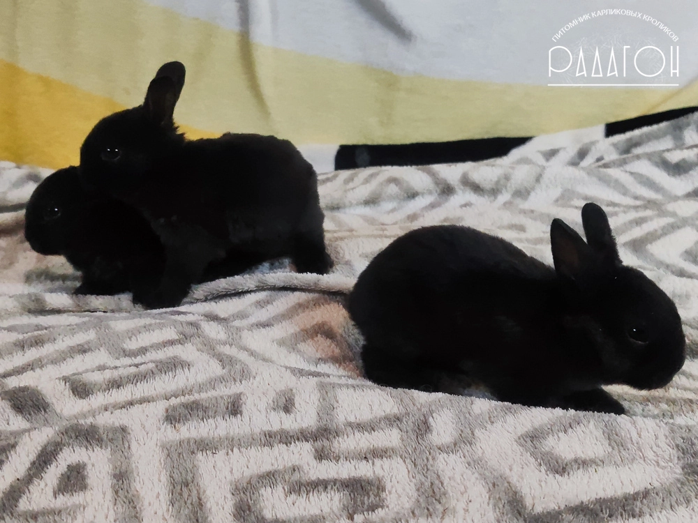 Декоративный карликовый кролик Черный