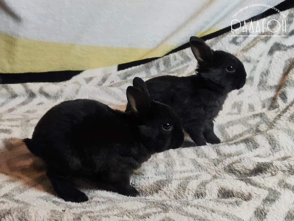 Декоративный кролик породы Карликовый рекс окраса Черный - Радагон Эйрон и Радагон Энцио