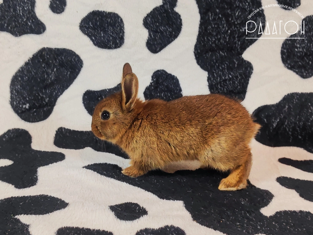 Декоративный карликовый кролик Дейленар