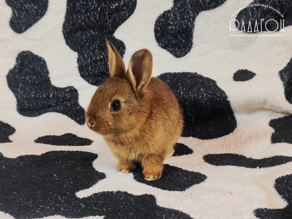 Декоративный карликовый кролик Дейленар