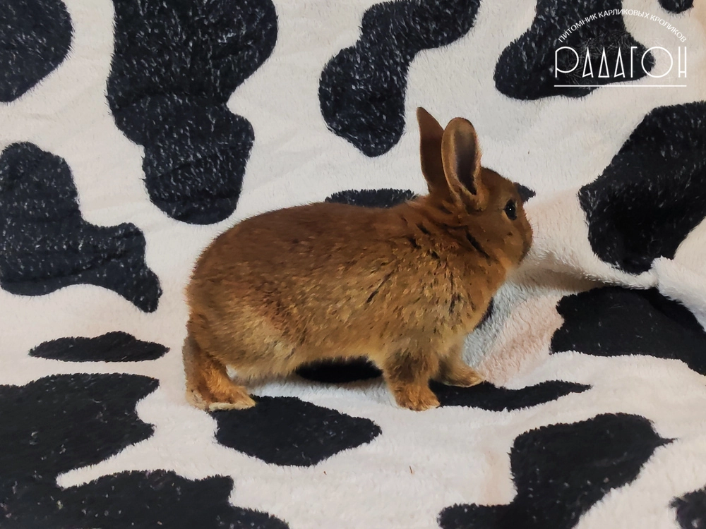 Декоративный карликовый кролик Дейленар