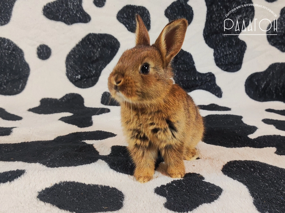 Декоративный карликовый кролик Дейленар