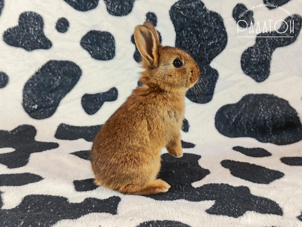 Декоративный кролик породы Бельгийский заяц + голландский карлик окраса Дейленар - Радагон Ёна