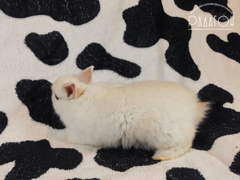 Декоративный карликовый кролик Черноостевой