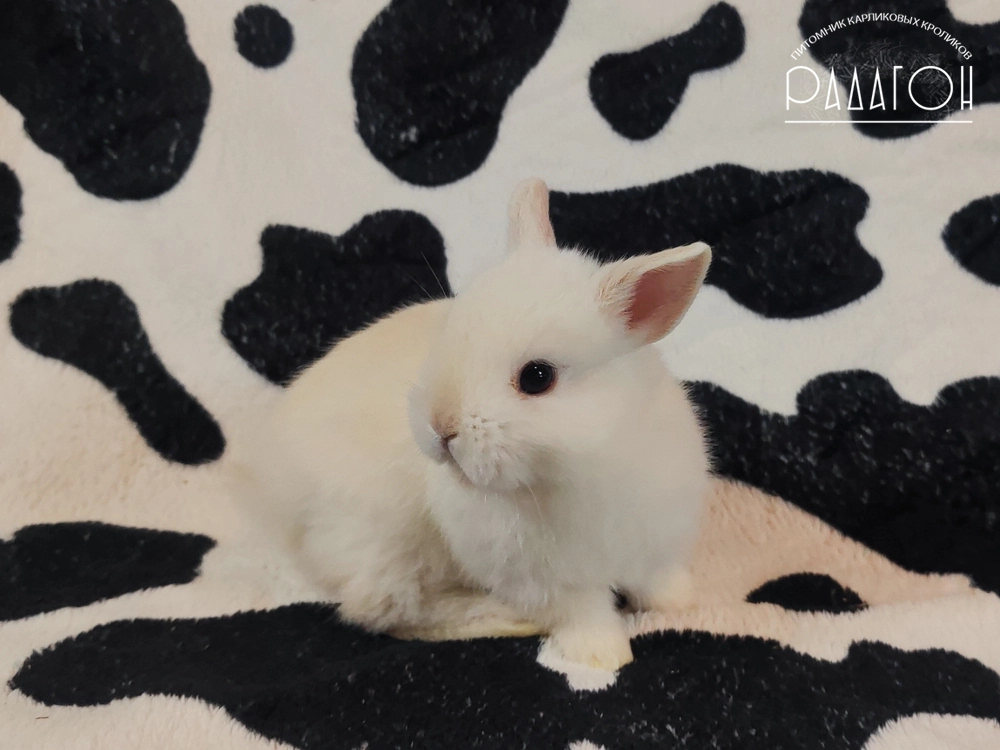 Декоративный кролик породы Немецкий цветной карлик окраса Черноостевой - Радагон Енисей