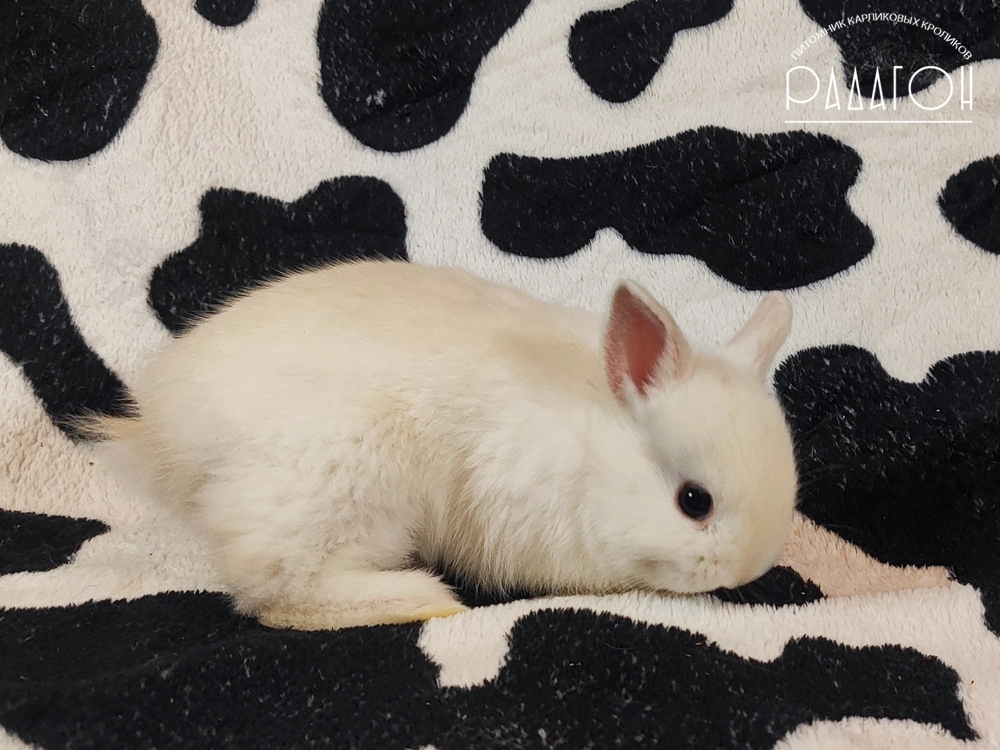 Декоративный карликовый кролик Черноостевой