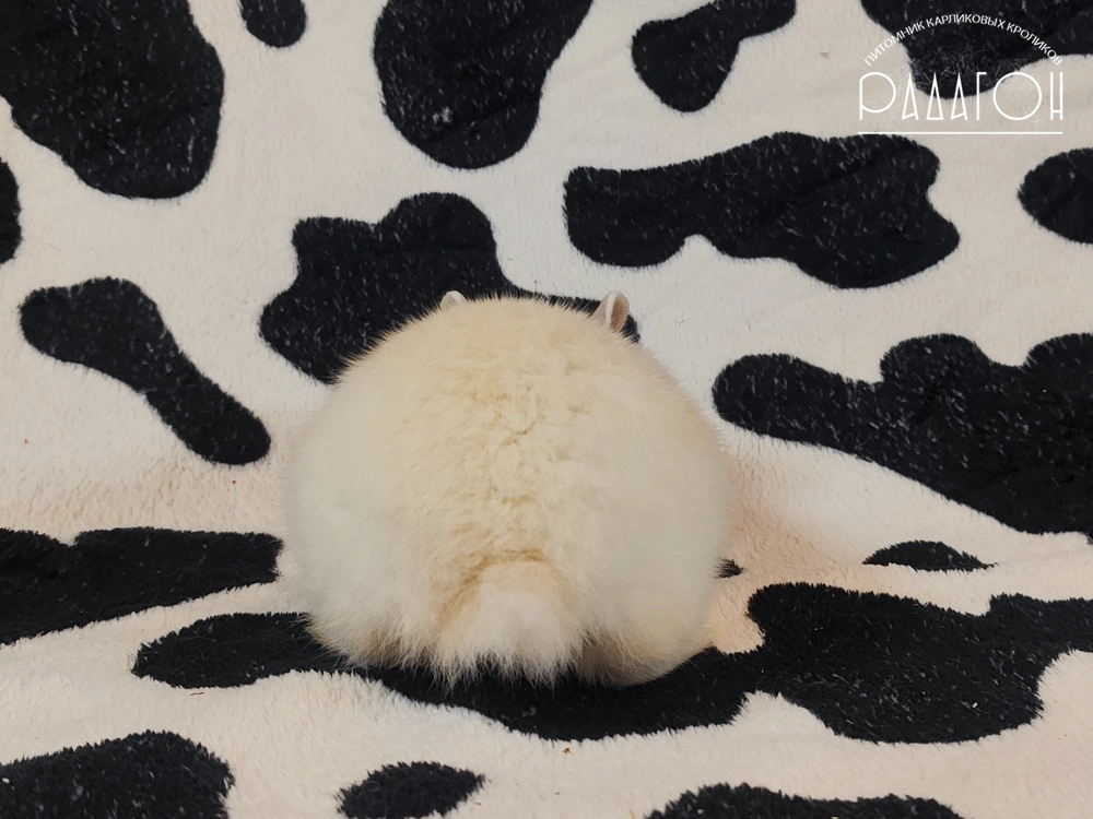 Декоративный карликовый кролик Черноостевой