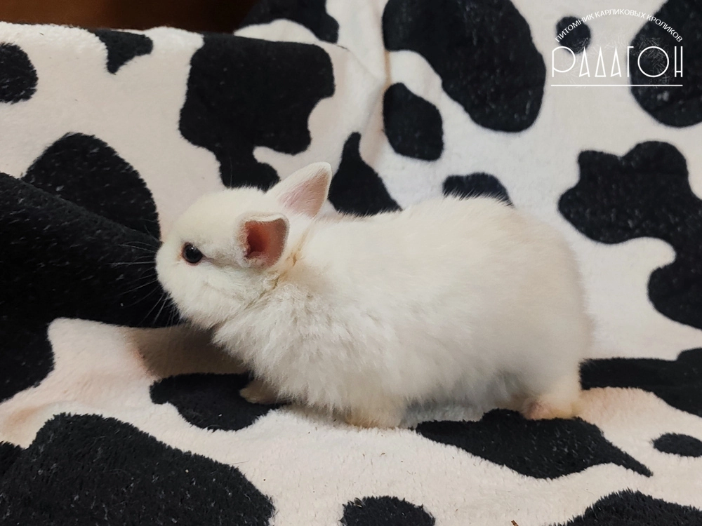 Декоративный карликовый кролик Черноостевой