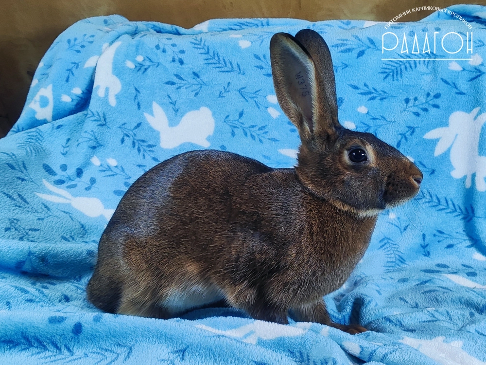 Декоративный карликовый кролик Красно-коричневый