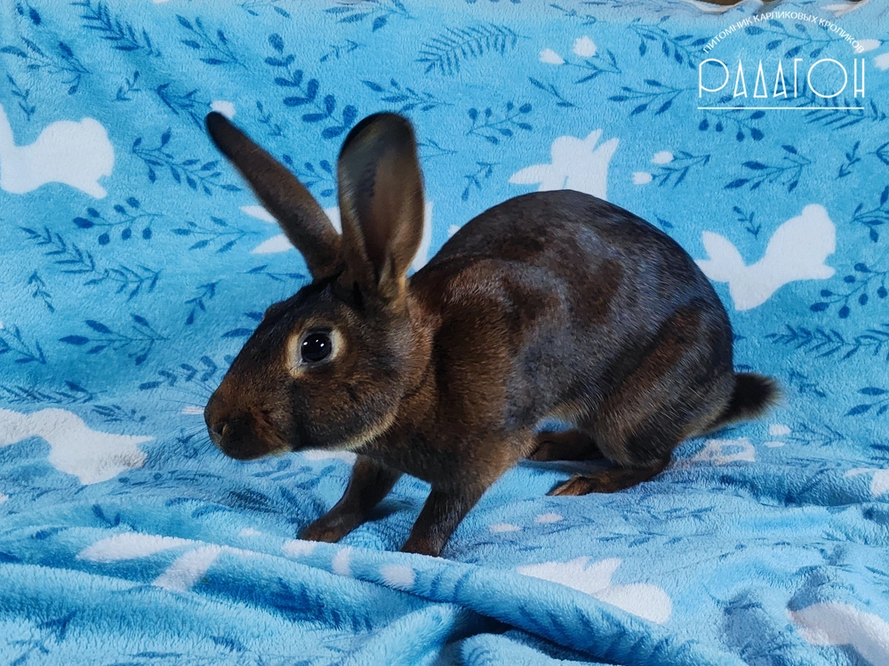 Декоративный карликовый кролик Красно-коричневый