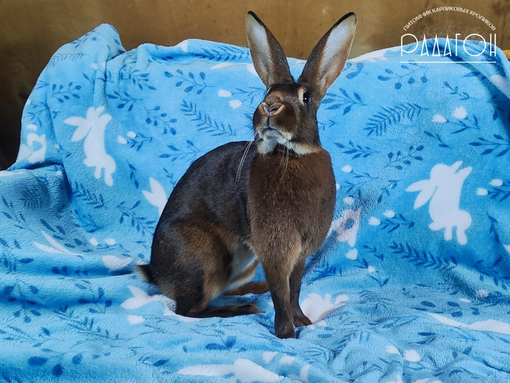 Декоративный кролик породы Бельгийский заяц окраса Красно-коричневый - Эра Порядка для Радагона
