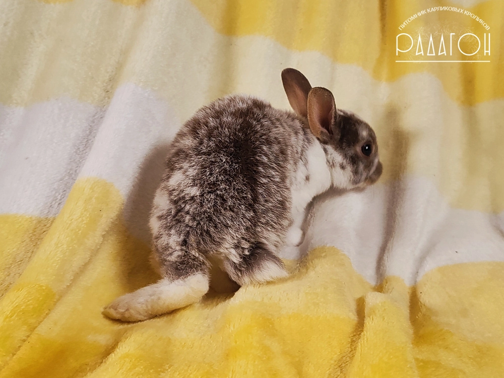 Декоративный карликовый кролик Гавана оттер пятнистый