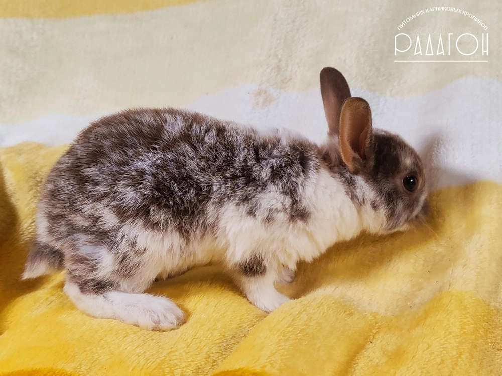 Декоративный карликовый кролик Гавана оттер пятнистый
