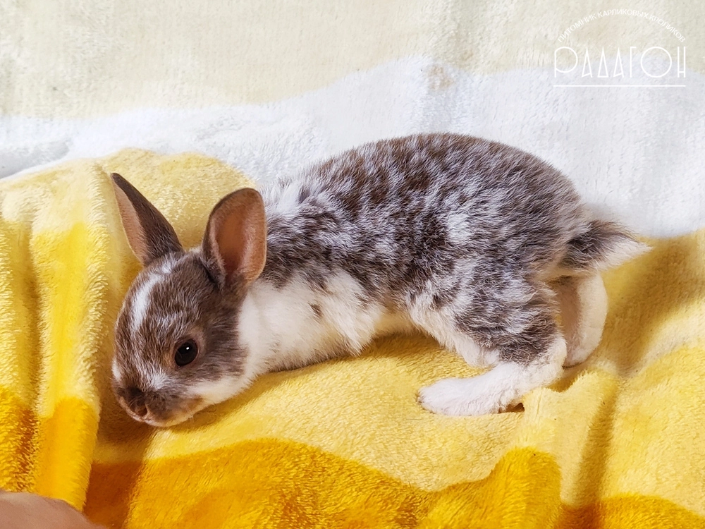 Декоративный карликовый кролик Гавана оттер пятнистый