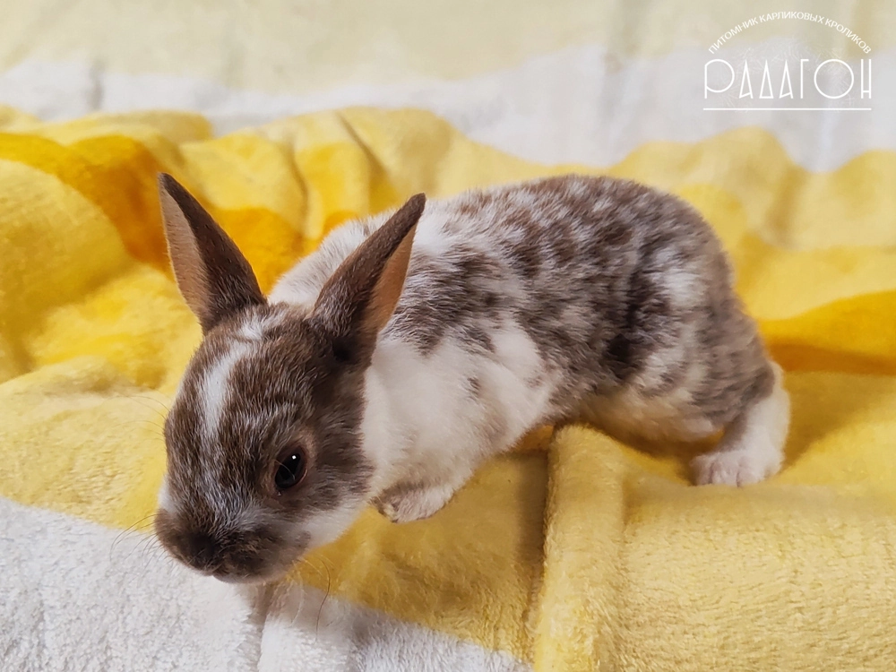 Декоративный карликовый кролик Гавана оттер пятнистый