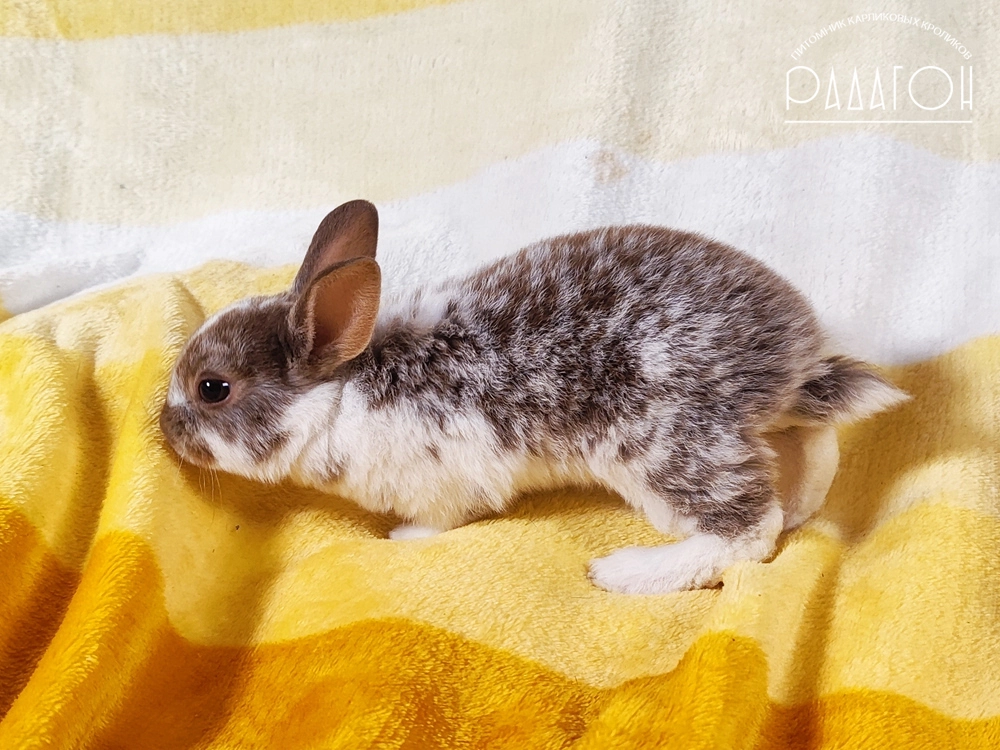 Декоративный кролик породы Карликовый рекс окраса Гавана оттер пятнистый - Радагон Эркюль