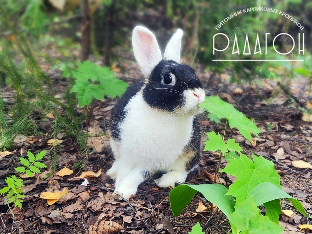 Декоративный карликовый кролик Черный оттер белоухий