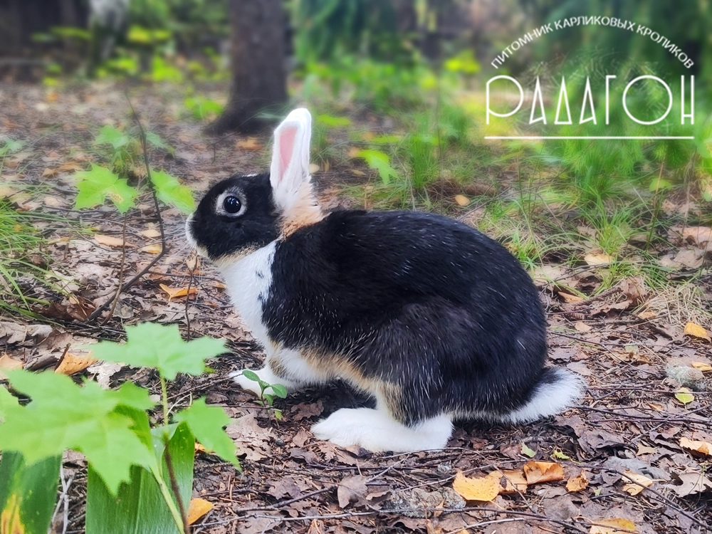 Декоративный карликовый кролик Черный оттер белоухий