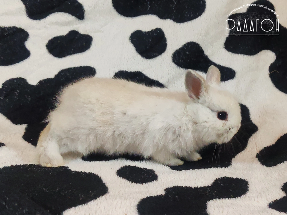 Декоративный карликовый кролик Черноостевой