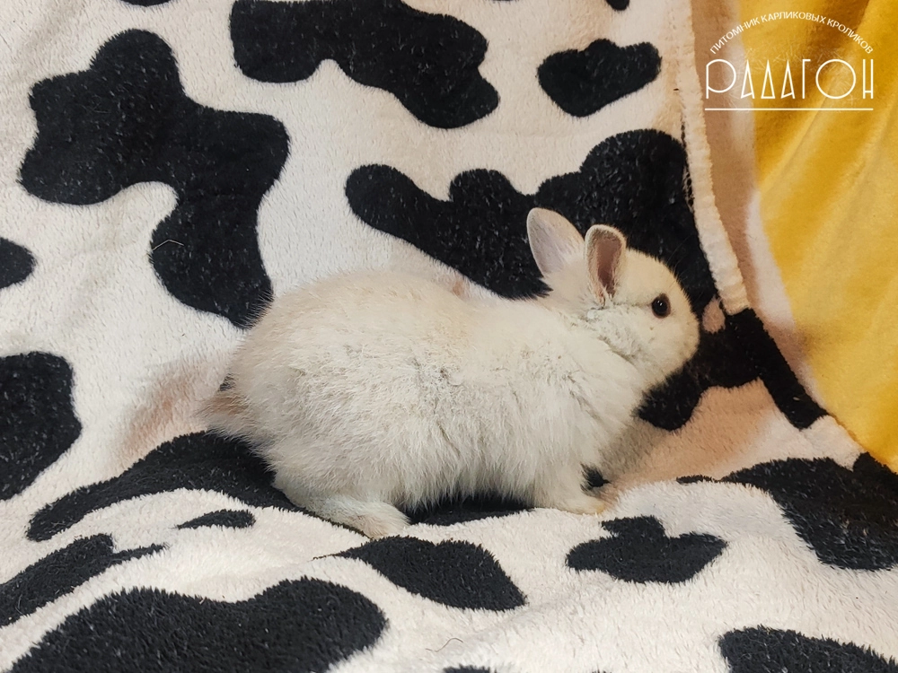 Декоративный карликовый кролик Черноостевой